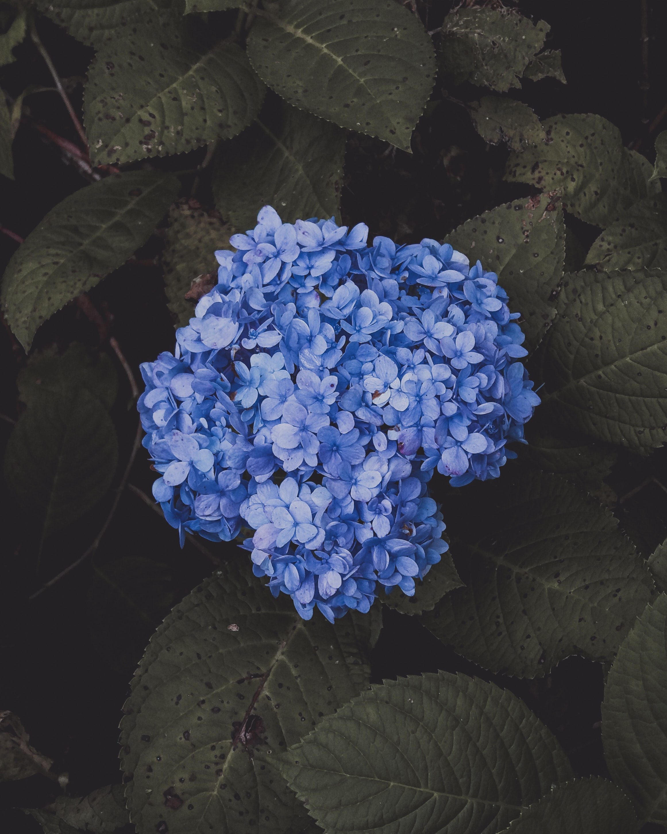 Obraz modrých květin